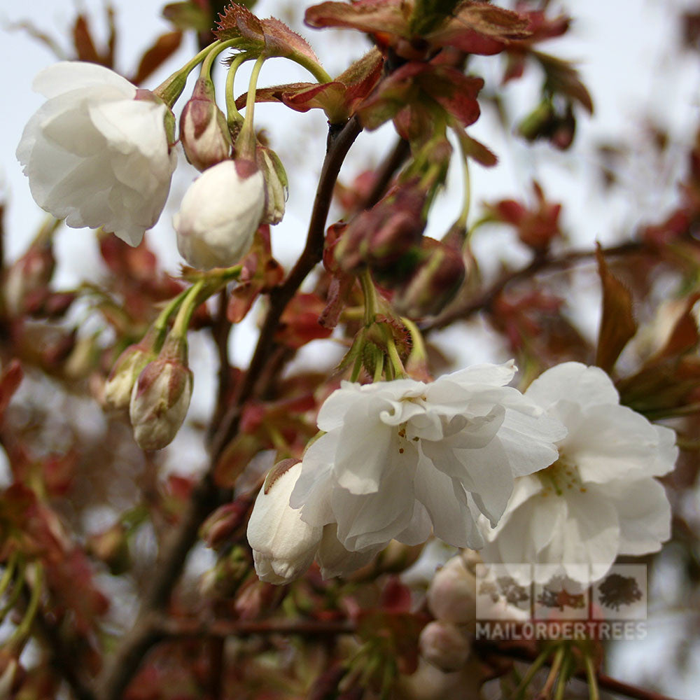 The Prunus Fragrant Cloud - Flowering Cherry Tree - Mix and Match displays a beautiful array of white cherry blossoms with budding blooms and reddish-brown leaves on its branches, much like a Fragrant Cloud.