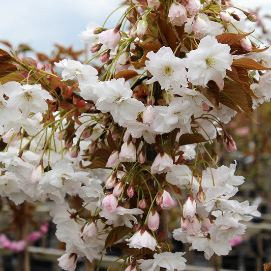 A detailed view of the Prunus Fragrant Cloud Flowering Cherry Tree featuring blooming white cherry blossoms, along with a touch of pink buds and lush green leaves adorning the branches.