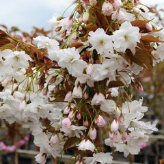 Prunus Fragrant Cloud - Flowering Cherry Tree - Mix and Match