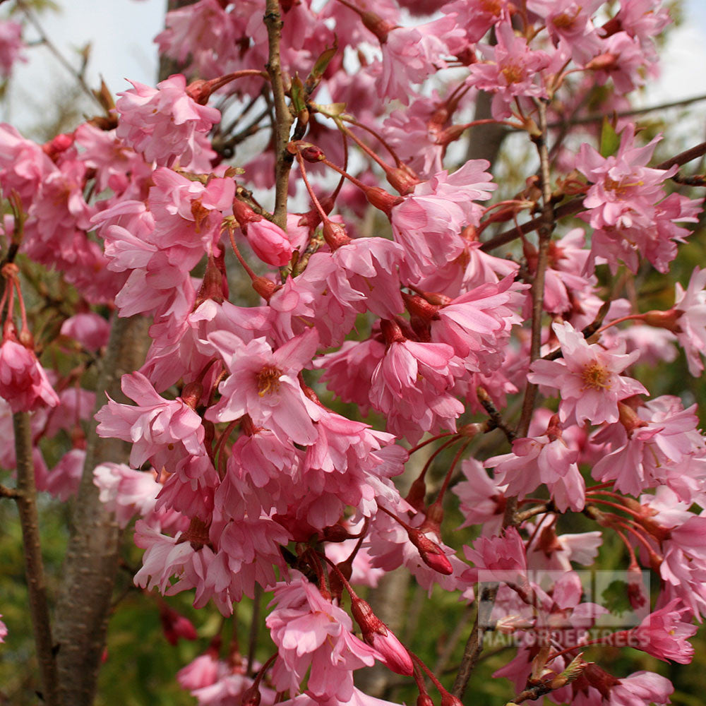 The Prunus Fukubana - Flowering Cherry Tree showcases delicate pink blossoms gently draped along its branches, with a softly blurred background that beautifully encapsulates the early spring charm of flowering cherries.