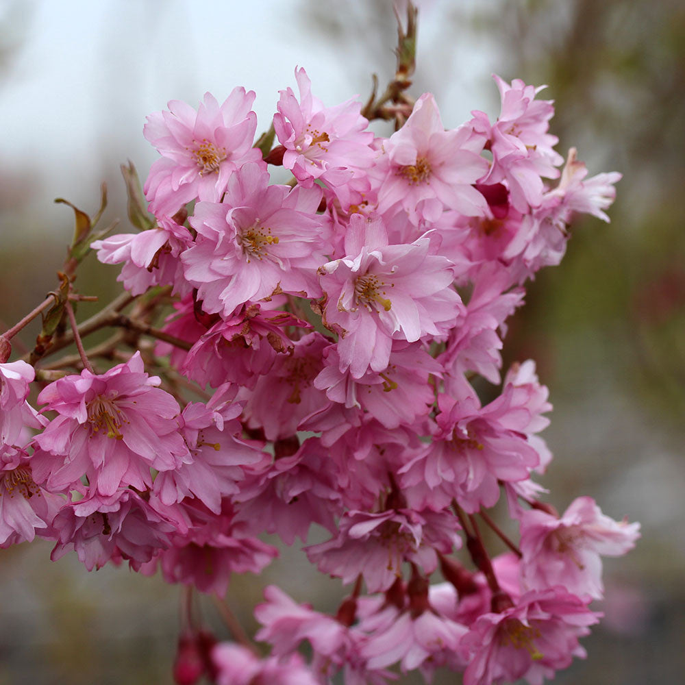 Close-up of a cluster of pink cherry blossoms from the Prunus Fukubana - Flowering Cherry Tree gracefully adorning a branch against a blurred background.