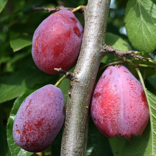 Three ripe, purple Burbank plums hang on a Prunus Giant Prune tree branch, surrounded by vibrant green leaves, showcasing their frost resistance.