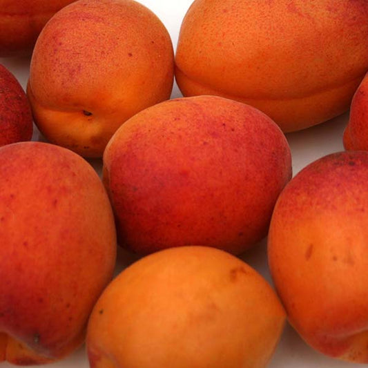 A cluster of ripe Prunus Golden Glow apricots, boasting a blend of orange and red hues, displayed closely together.