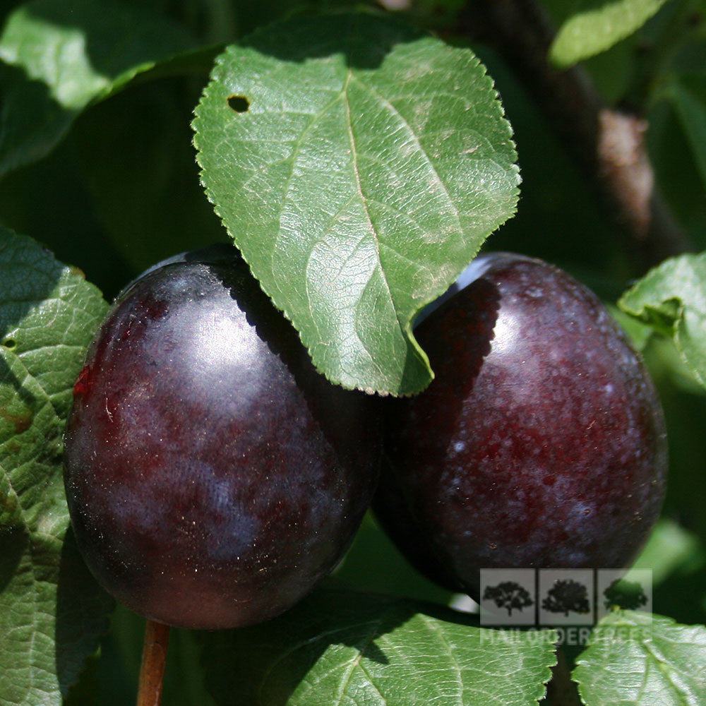 Two ripe plums hang on a Prunus Herman tree branch, surrounded by lush green leaves.