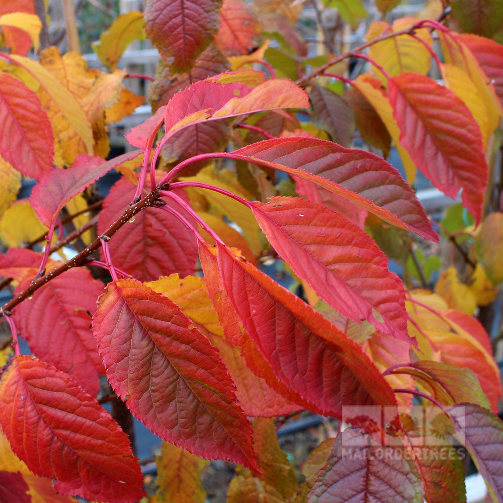 A branch of the Prunus Hokusai - Flowering Cherry Tree, adorned with vibrant red and yellow autumn leaves, stands out against a blurred background.