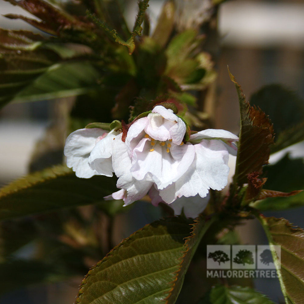 Close-up of pale pink cherry blossoms, characteristic of the Prunus Hokusai - Flowering Cherry Tree, surrounded by green leaves on a tree branch.