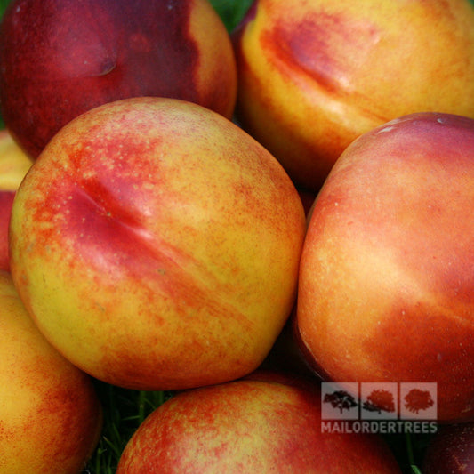 A close-up shows ripe, tasty nectarines with yellow and red skin among green grass, featuring a MAILORDERTREES watermark that highlights the bounty of a self-fertile Prunus Humboldt - Humboldt Nectarine Tree.