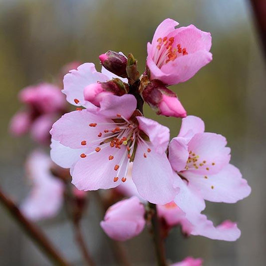 Close-up of pink cherry blossoms and buds on a Prunus Ingrid - Fruiting Almond Tree branch, set against a blurred background.