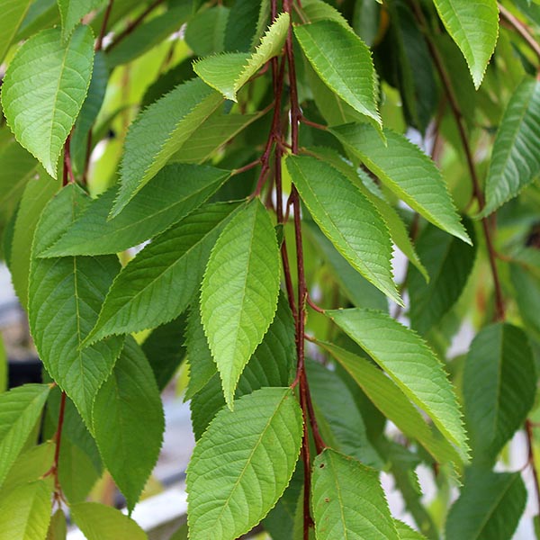 Close-up of green leaves with serrated edges on red stems, characteristic of the Prunus Ivensii - Weeping Yoshino Cherry Tree.