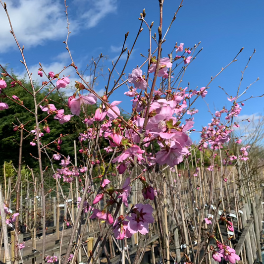 Prunus Jacqueline, a flowering cherry tree, showcases its vibrant pink blooms against a blue sky in a nursery setting, celebrating the timeless beauty of cherry varieties in full blossom.