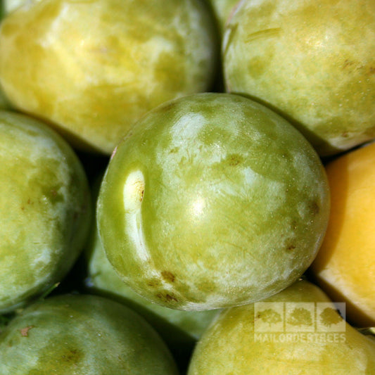 A close-up of several Prunus Jeffersons Gage plums from the Jeffersons Gage Tree, featuring one prominently in focus. These sweet, juicy fruits showcase a slightly glossy and textured green surface.