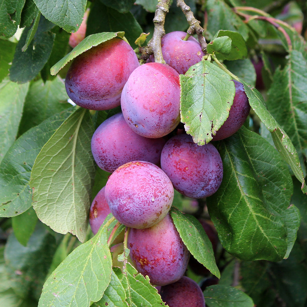 The Prunus Jubilee - Jubilee Plum Tree showcases clusters of purple plums on branches, surrounded by lush green leaves.