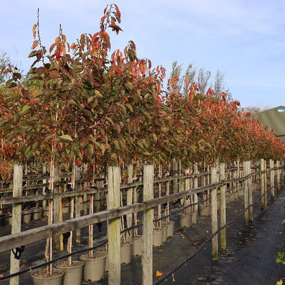 Rows of immature Prunus Kanzan - Flowering Cherry Trees in pots, supported by wooden stakes in a nursery, with vibrant red leaves set against a clear sky.