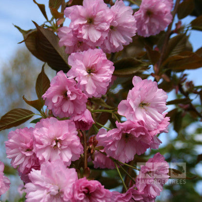 A close-up of a branch with clusters of pink blossoms highlights the delicate beauty of the Prunus Kanzan - Flowering Cherry Tree against a blurred background.