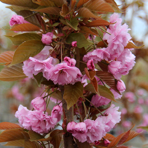 A cluster of pink blossoms from the Prunus Kanzan Flowering Cherry Tree, complemented by green and brown leaves on a branch.