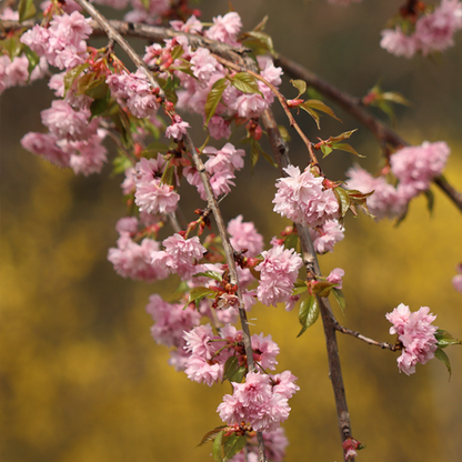 Close-up of branches with pink cherry blossoms from a Prunus Kiku-Shidare Zakura - Cheals Weeping Cherry Tree against a blurred yellow and brown background.