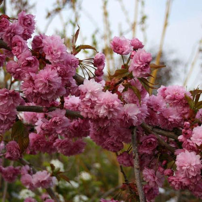 Close-up of cherry blossoms on the Prunus Kiku-Shidare Zakura - Cheals Weeping Cherry Tree, featuring clusters of pink flowers on branches against a backdrop of softly blurred foliage.