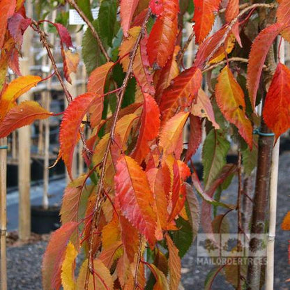 Close-up of orange and red autumn leaves on a branch of the Cheals Weeping Cherry Tree, showcasing the vivid hues typical of the Prunus Kiku-Shidare Zakura - Mix and Match.