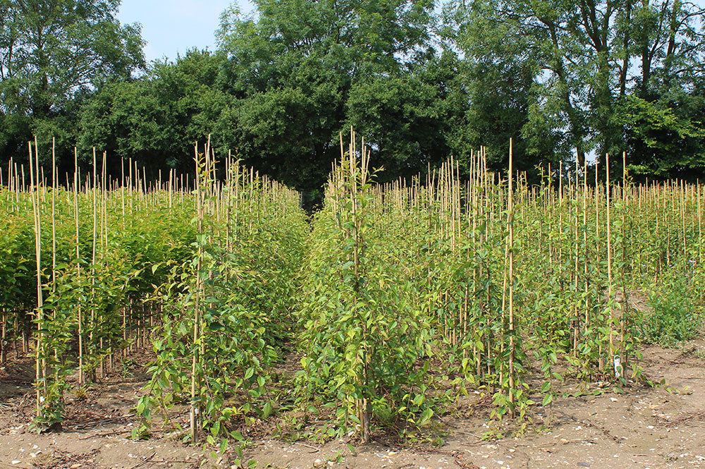 Rows of young Prunus Kiku-Shidare Zakura - Cheals Weeping Cherry Trees, available for mix and match, are supported by wooden stakes in a field surrounded by dense greenery.