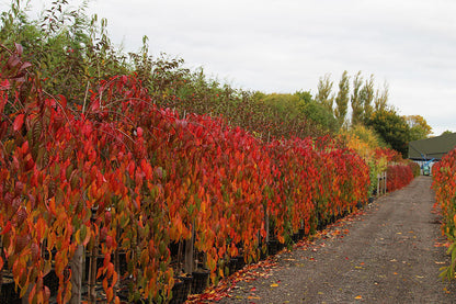 A gravel path lined with rows of compact trees and vibrant Prunus Kiku-Shidare Zakura - Cheals Weeping Cherry Trees displaying red and orange leaves at a nursery, all under an overcast sky.