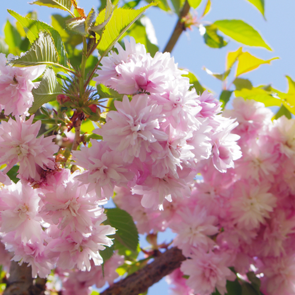 The pink cherry blossoms of the Prunus Kiku-Shidare Zakura - Cheals Weeping Cherry Tree gracefully sway with their green leaves against a clear blue sky.