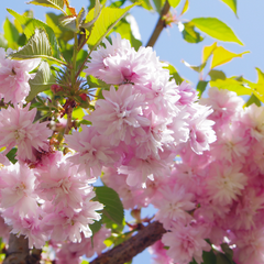 Prunus Kiku-Shidare Zakura - Cheals Weeping Cherry Tree - Mix and Match