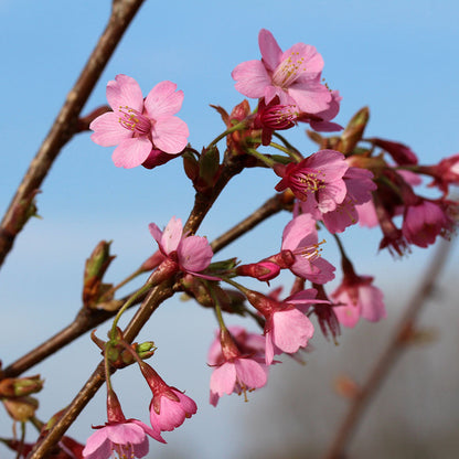 Close-up of pink cherry blossoms from the Prunus Kursar - Flowering Cherry Tree, a magnificent tree, set against a clear blue sky in an urban garden.