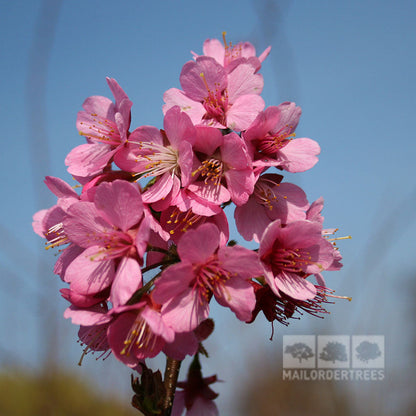 A close-up shot captures a cluster of pink blossoms from the Prunus Kursar - Flowering Cherry Tree against a clear blue sky, with the MAILORDERTREES logo in the lower right corner—an ideal scene for any urban garden enthusiast.