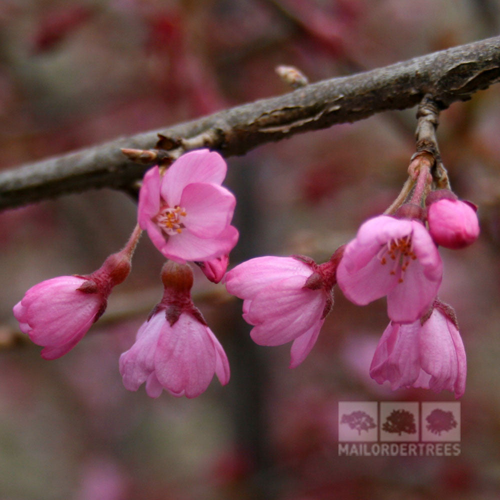 Close-up of cherry blossoms on a Prunus Kursar - Flowering Cherry Tree branch, showcasing pink flowers in various stages of bloom, transforming an urban garden into a serene oasis.