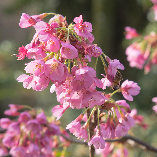 A close-up of a branch from the Prunus Kursar - Flowering Cherry Tree in full bloom, showcasing clusters of pink flowers with delicate petals against a blurred background, reminiscent of an urban garden's graceful elegance.