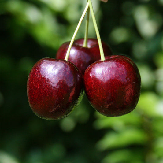 Three ripe cherries from the self-fertile Prunus Lapins (Lapins Cherry Tree) dangle on a stem against a blurred green background, their dark red fruit providing a vivid contrast to the lush scenery.