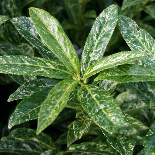 A close-up of Prunus Marbled White - Variegated Laurel displays marbled green leaves with speckles, elongated shapes, and vibrant color, reminiscent of an evergreens enduring beauty.