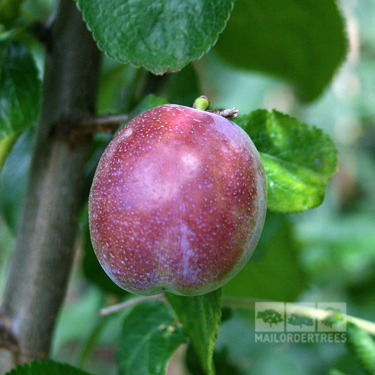 A Marjories Seedling plum, grown from the Prunus Marjories Seedling tree, displays its rich purple-red color against vibrant green leaves on the branch.