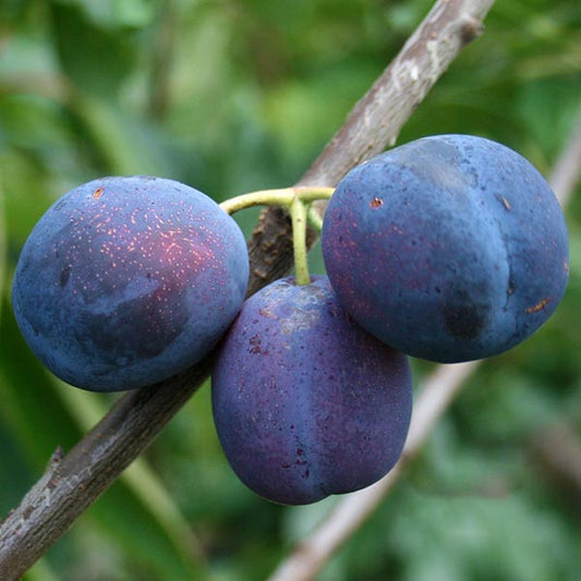 Prunus Merryweather Damson - Merryweather Damson Tree