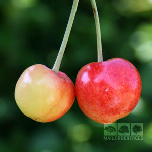 A pair of cherries on one stem: a red and a large, heart-shaped yellow cherry from the Prunus Merton Glory - Merton Glory Cherry Tree, set against a blurred green background.