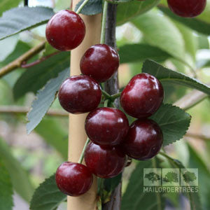 A cluster of ripe Prunus Morello cherries hangs from a tree branch with vibrant green leaves, with the logo tucked in the corner.