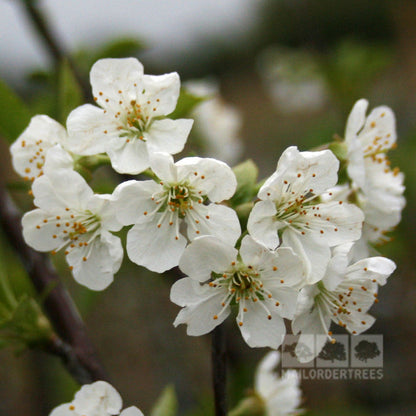 Close-up of delicate white blossoms with green leaves on a branch of the Prunus Morello - Morello Cherry Tree.