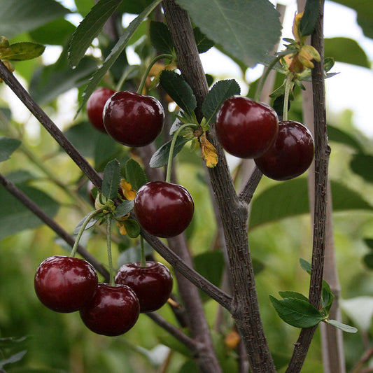 Prunus Morello Cherry Trees lush green leaves cradle ripe red Morello cherries on its branches.