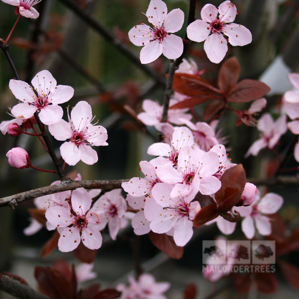 Prunus Nigra - Flowers