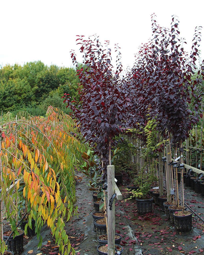 12 Litre Prunus Nigra