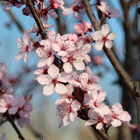 Prunus Nigra - Black Leaved Plum - Mix and Match