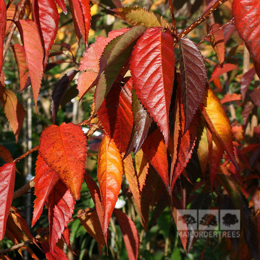 Prunus Okame - Foliage