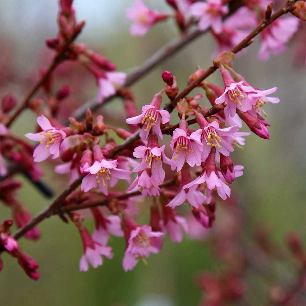 Prunus Okame - Flowers