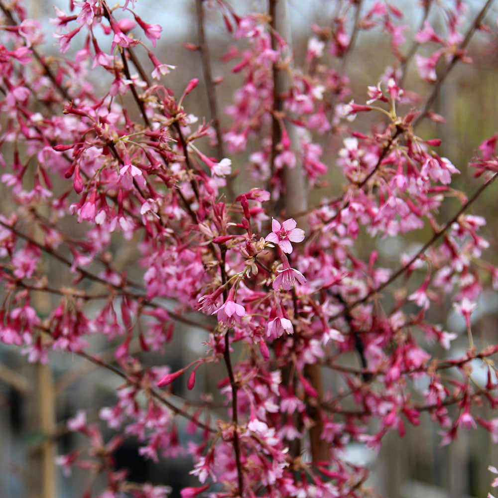 Prunus Okame Harlequin - Flowers