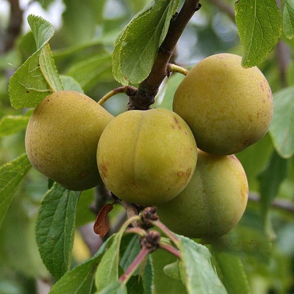 Four unripe Prunus Old English Greengage plums cling to a tree branch, their tartness promising future delights against a vibrant backdrop of green leaves.