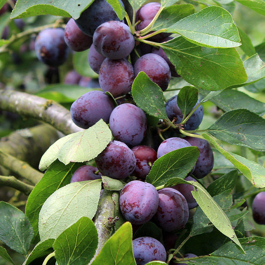 A cluster of ripe purple plums decorates the Prunus Opal trees branch, surrounded by lush green leaves.