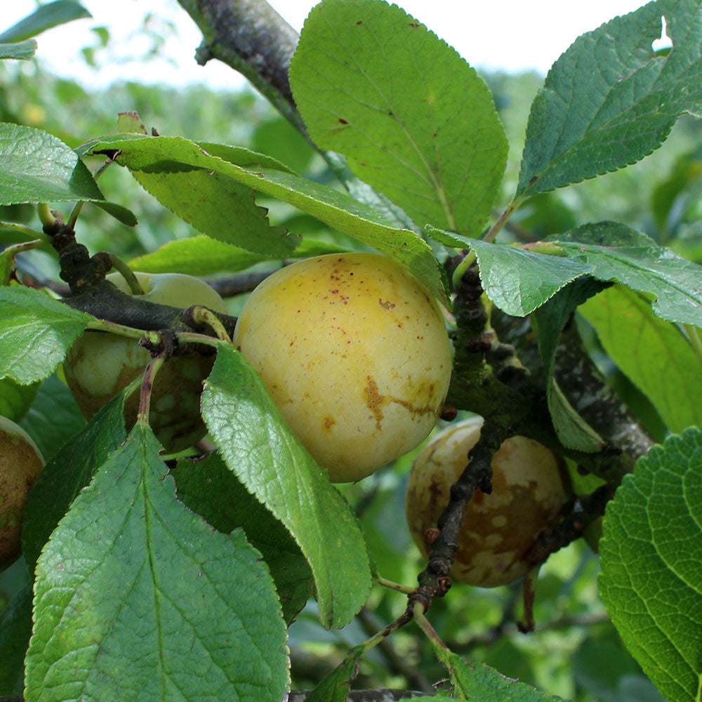 A mature Prunus Oullins Golden Gage tree has its fruit dangling from a branch, amid vibrant green leaves.