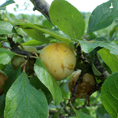 Prunus Oullins Golden Gage - Oullins Golden Gage Tree