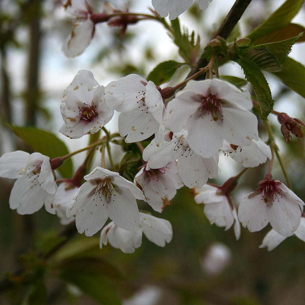 A close-up of the delicate pale pink blossoms from the Prunus Pandora - Flowering Cherry Tree decorates a tree branch, offering a striking contrast against the vibrant green leaves in the background.