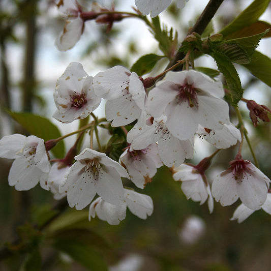 Prunus Pandora - Flowering Cherry Tree